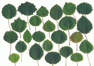 Variable Leaf Shapes Represent the Extent of Variation among Individuals of Eurasian Aspen.