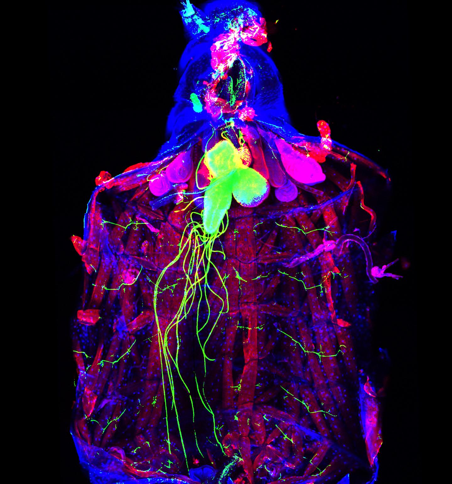 Fruit Fly Nerve Function