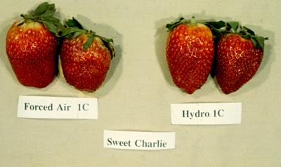 Hydrocooling Shows Promise for Reducing Strawberry Weight Loss, Bruising