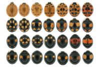Color Patterns of The Multicolored Asian Ladybird Beetle