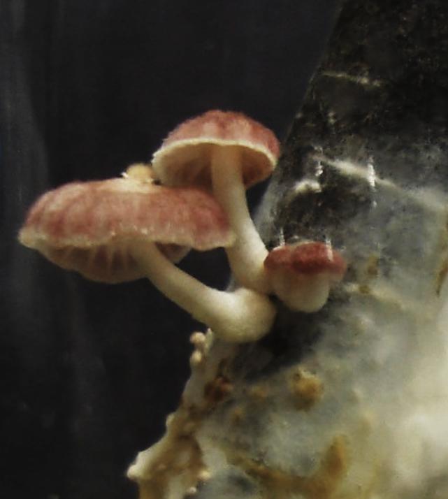 Witches' Broom Disease of the Chocolate Tree