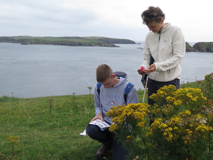 BeeWalk survey in Penally, Wales