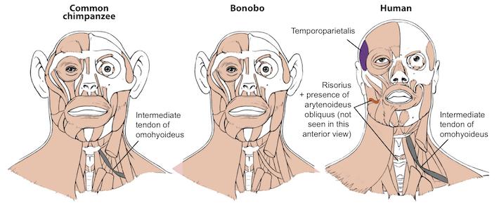 Differences Between Head Muscles of Common Chimpanzees, Bonobos and Modern Humans