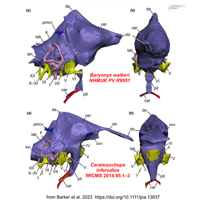 Ceratosuchops inferodios and Baryonyx walkeri endocasts