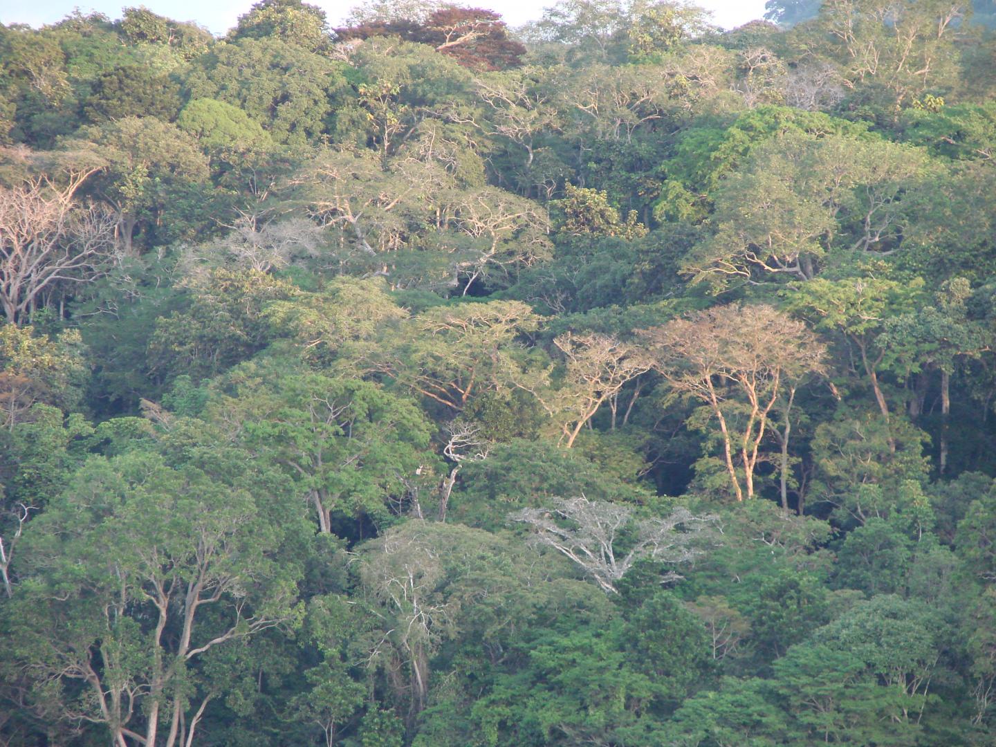 The Layered Forest of Lop&eacute; National Park