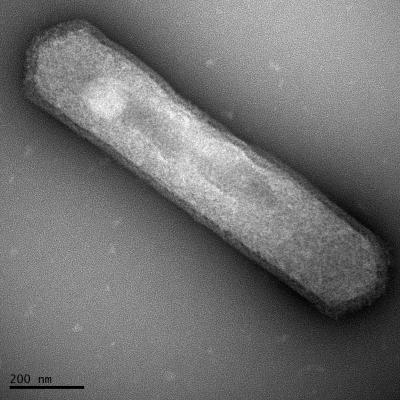 <I>Thaumarchaeota archaea</I>