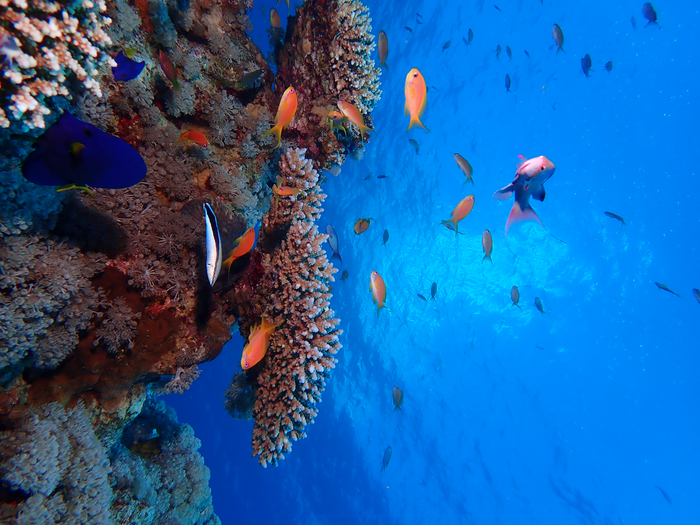 Corals may look healthy, but coastal urbanization is destroying their delicate biorhythm