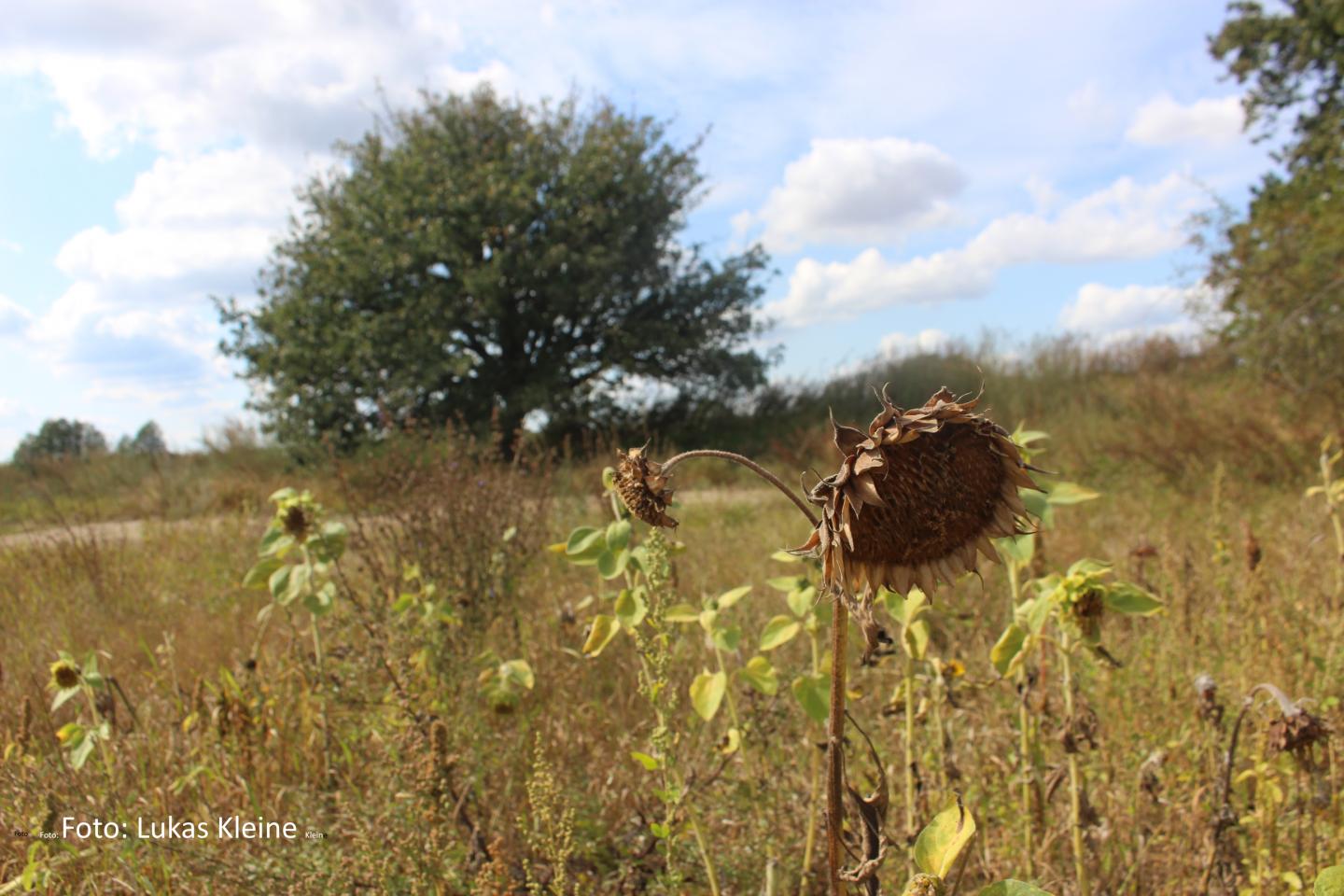 Sunflower Affected by Drought