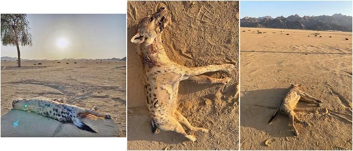 The spotted hyena’s cadaver in Elba Protected Area.