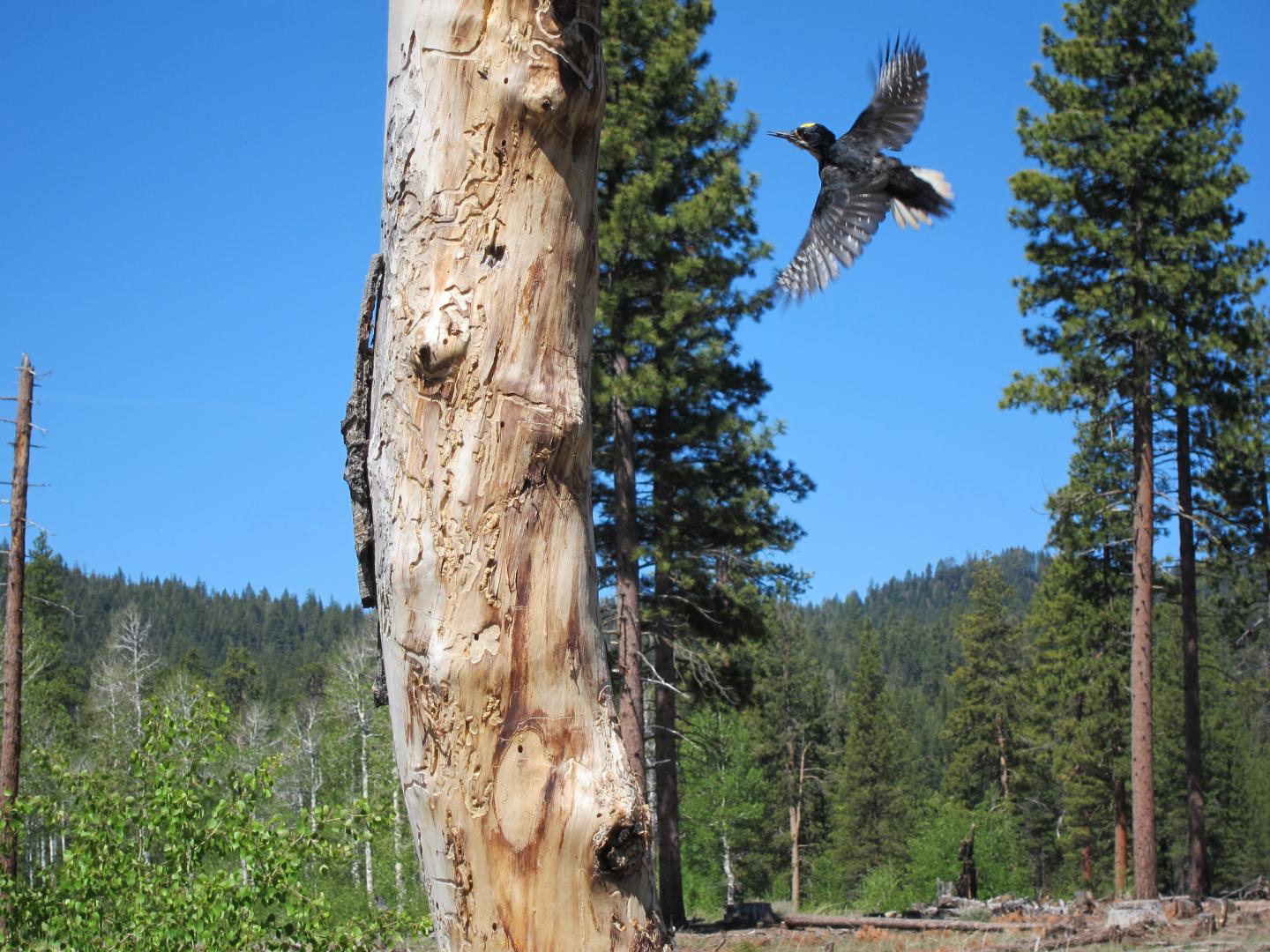 Black-Backed Woodpecker in a Sierra Forest
