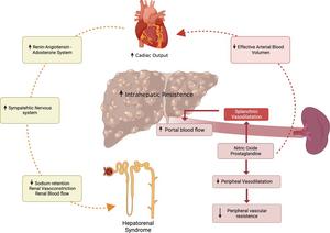 Pathophysiology of hepatorenal syndrome-acute kidney injury.