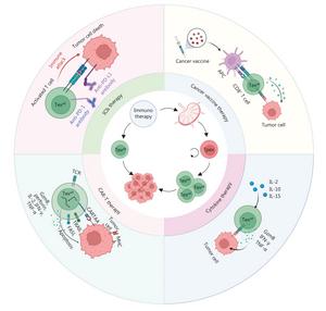 Tumor immunotherapy targeting Tpex.