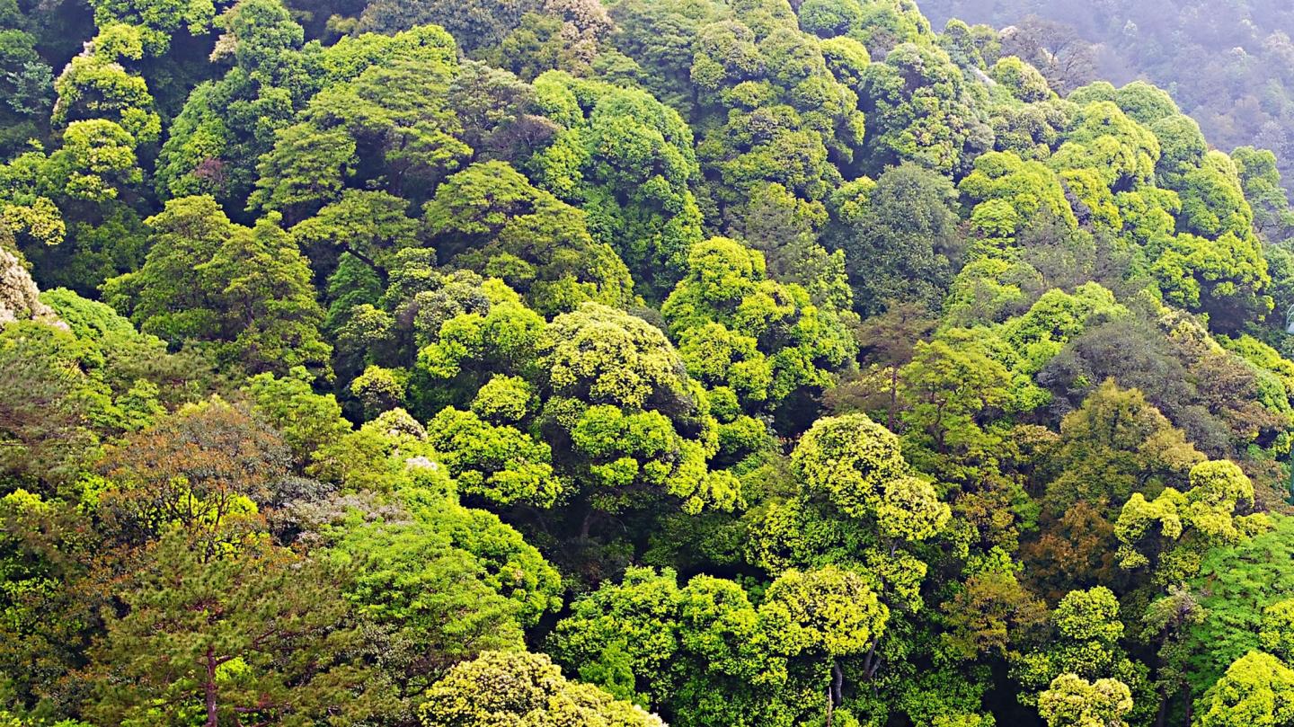 Forest Plot Butianshan China