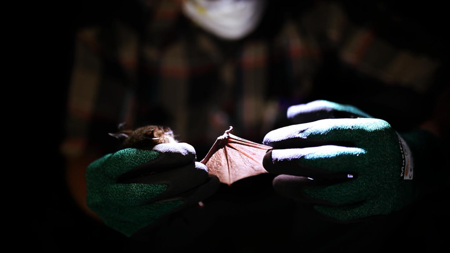 Cyclops leaf-nosed bat