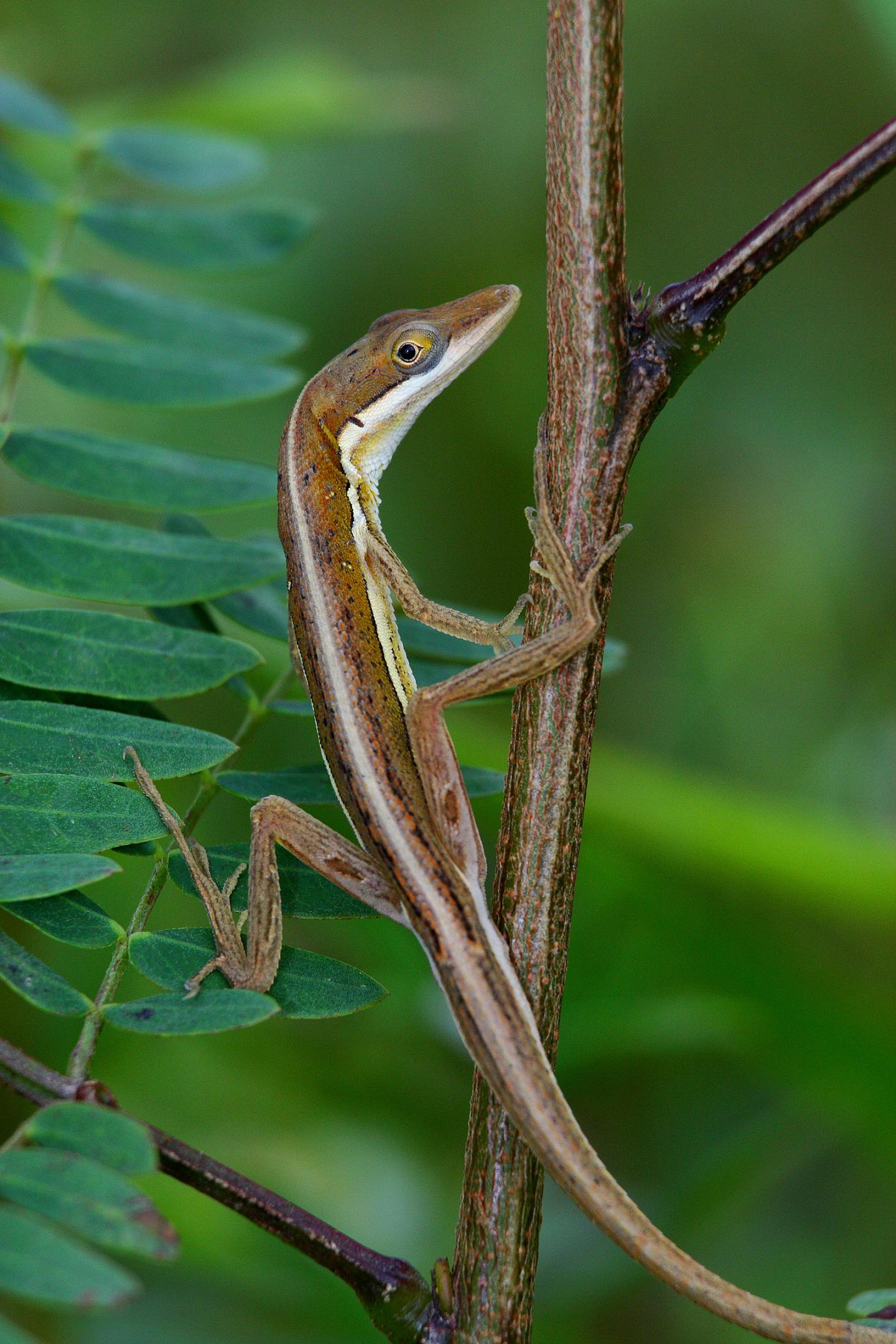 Anolis olssoni Lizard