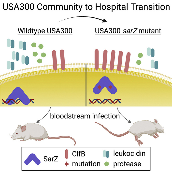 Graphical Abstract MRSA lineage USA300