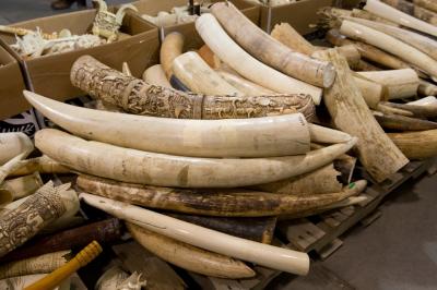 Ivory Stockpile