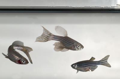 Zebrafish