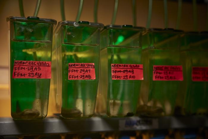 Clams in the Metzger Lab at Pacific Northwest Research Institute