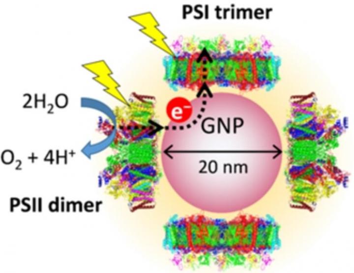 Schematic View of a PSI-GNP-PSII Conjugate