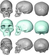 Skull Morphology Featured In The Study