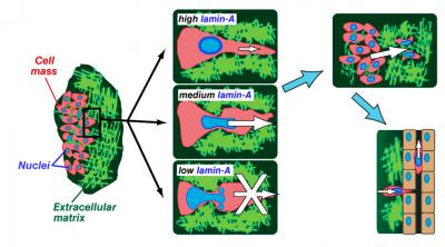 How Lamin-A Controls Cell Migration Via Nuclear Stiffness