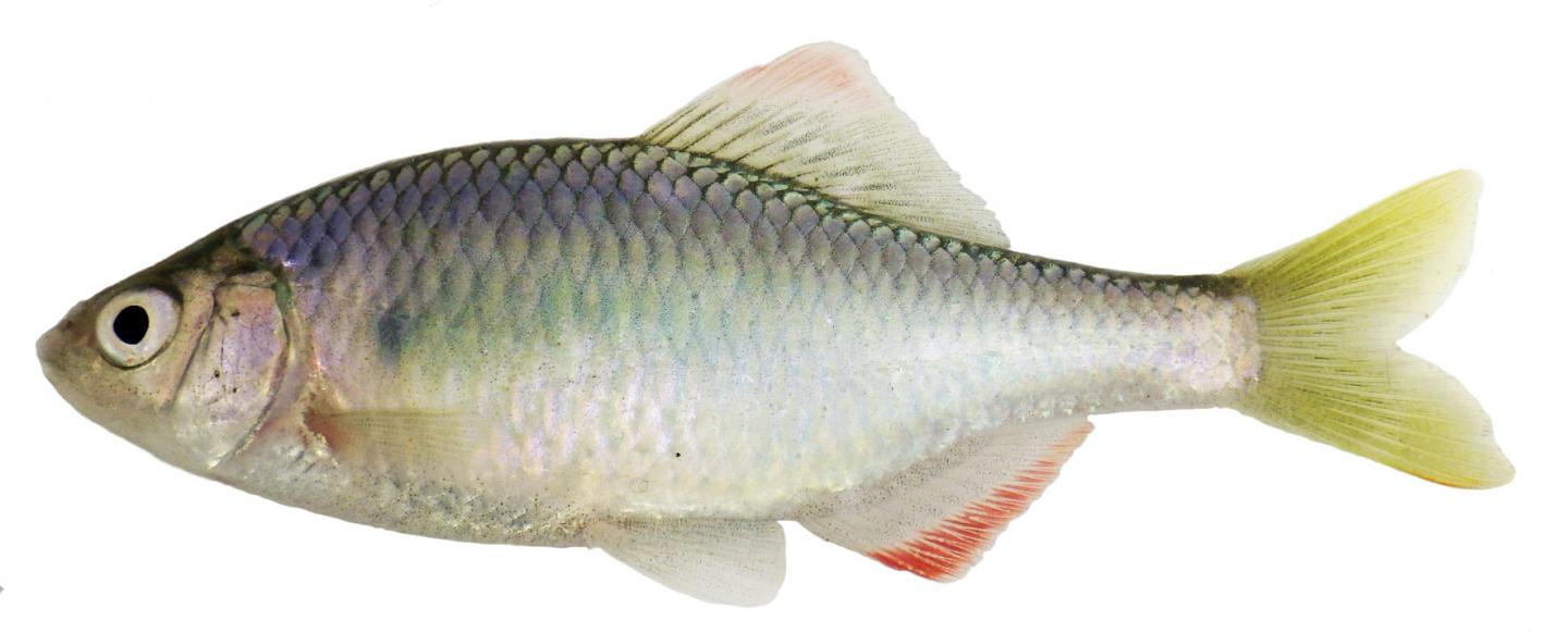 Native bittering fish, Tanakia lanceolata