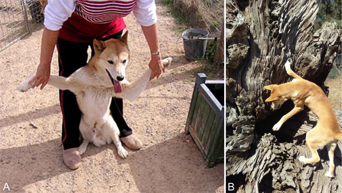 Scientists find dingoes genetically different from domestic dogs