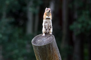 Golden-mantled ground squirrel on fence post