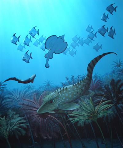 Vertebrate Predation on Crinoids