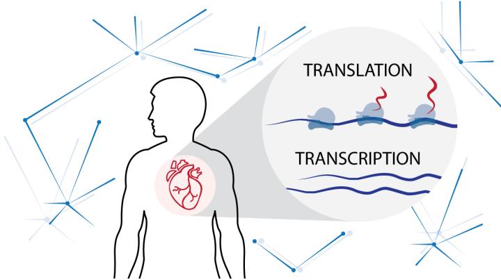 Infographic [IMAGE] | EurekAlert! Science News Releases