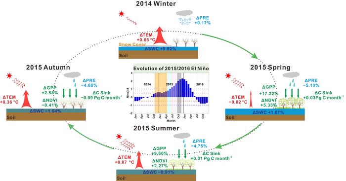 The potential underlying processes for vegetation greening during the maturation phase of the 2015/2016 El Niño event.