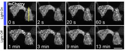 Using Light to Control Cell Clustering