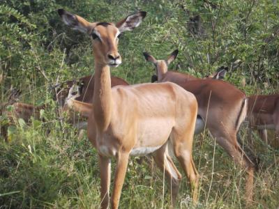 <i>Aepyceros melampus</i>