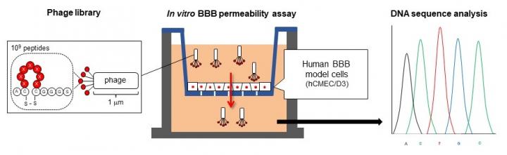 Screening Method for Cyclic Peptides that Help Nanoparticles Penetrate the Blood-Brain Barrier