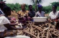 Cassava in Market
