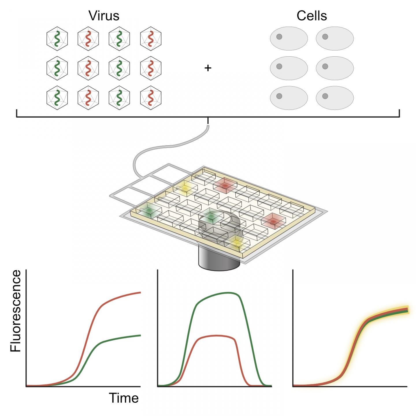 Experimental Setup