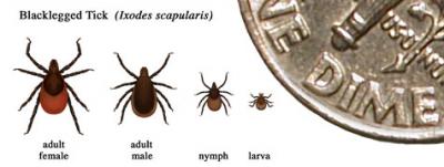 Life Stages of the Ticks that Transmit Lyme Bacteria