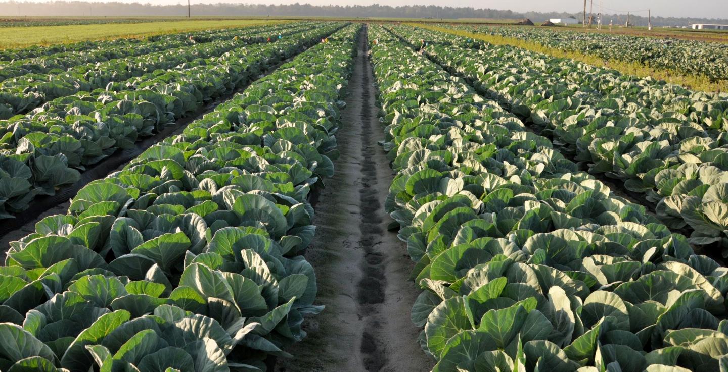 Plasticulture System Offers Alternative for Cabbage Producers