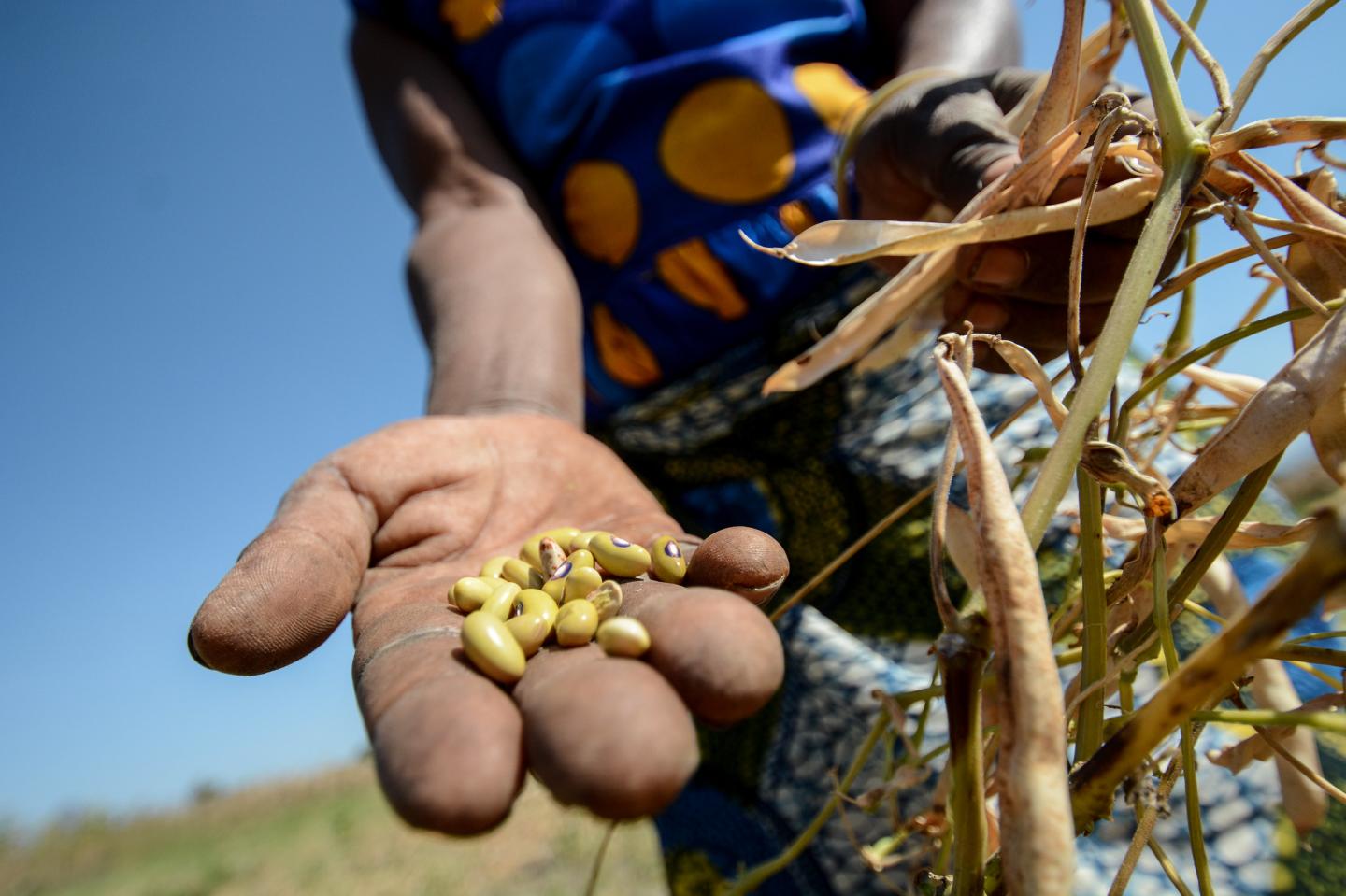 COVID-19 restrictions have significantly impacted bean production