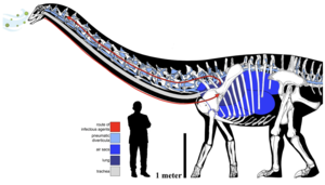 From: The first occurrence of an avian-style respiratory infection in a non-avian dinosaur