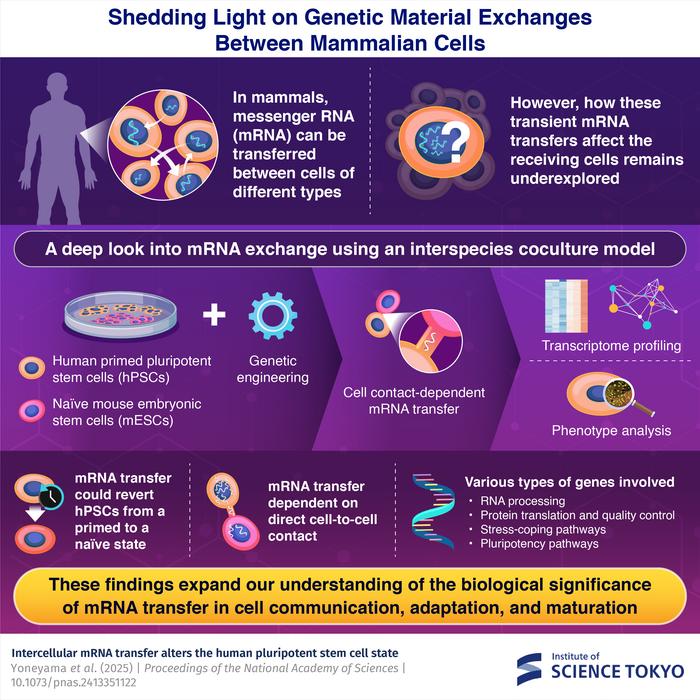 Shedding Light on Genetic Material Exchanges Between Mammalian Cells