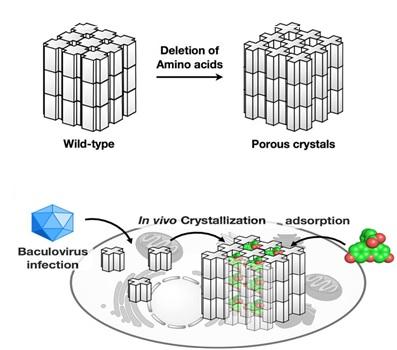 Increase of PhC Porosity by Deletion of Amino Acids Located on the Molecular Interfaces