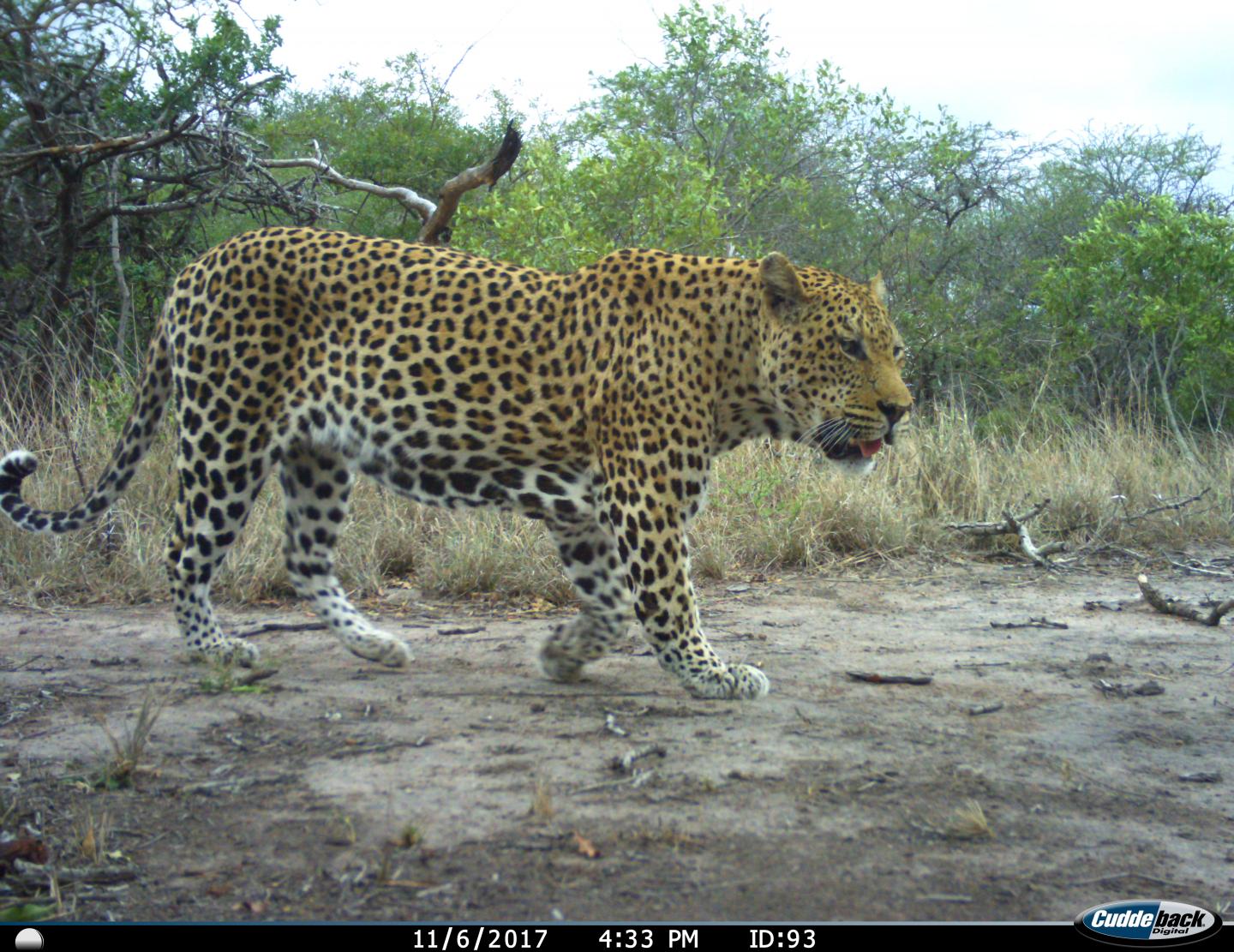 South African leopard