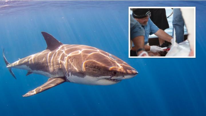New Study Finds Great White Sharks With High Levels Of Mercury, Arsenic And Lead In Their Blood