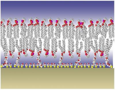 NIST Membrane Model