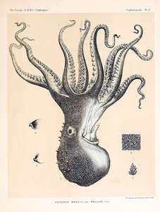 Octopus pallidus