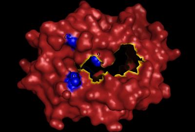 Donor-Recipient Genetics and Early Kidney Transplant Complications