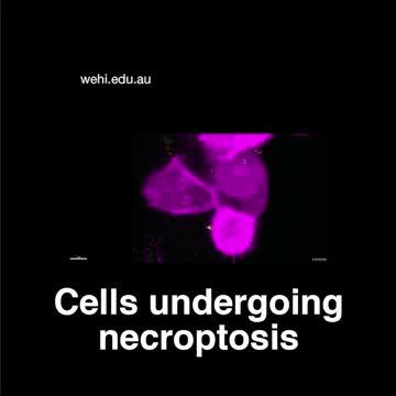 Cell Dying by Necroptosis