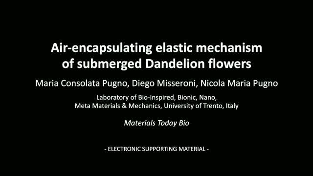 Air-encapsulating elastic mechanism of submerged Taraxacum blowballs